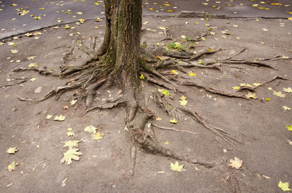 Tree root damage to drains How to spot & what to do next