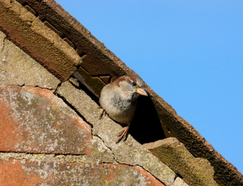 How to bird proof your home